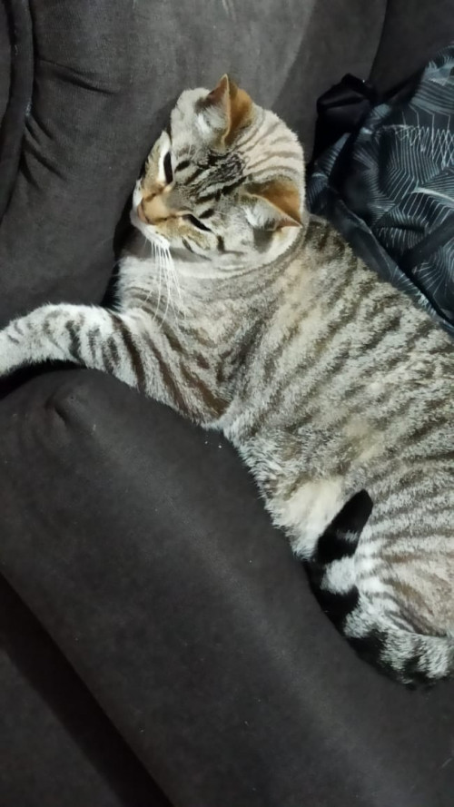 Blanquito 