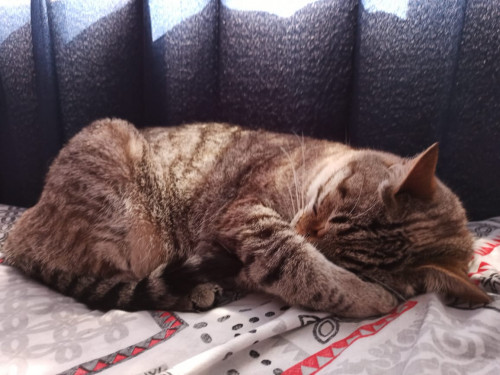 Blanquito 