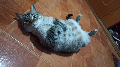 Blanquito 