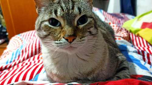 Blanquito 