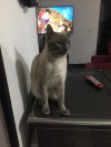 Foto de Pepe en  Bogota #4