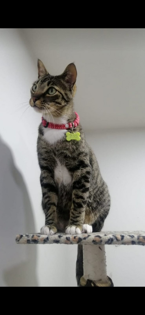 Tom