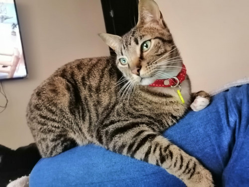 Tom