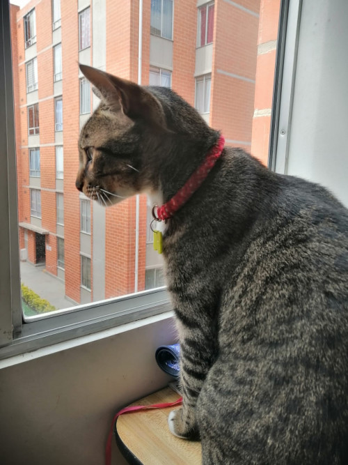 Tom