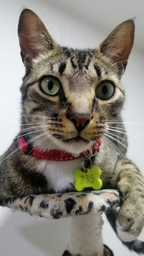 Tom
