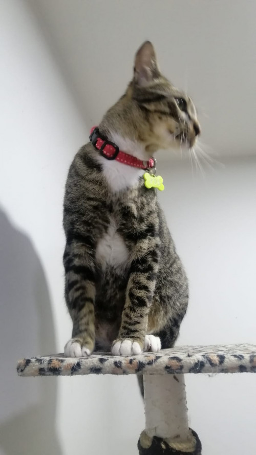 Tom