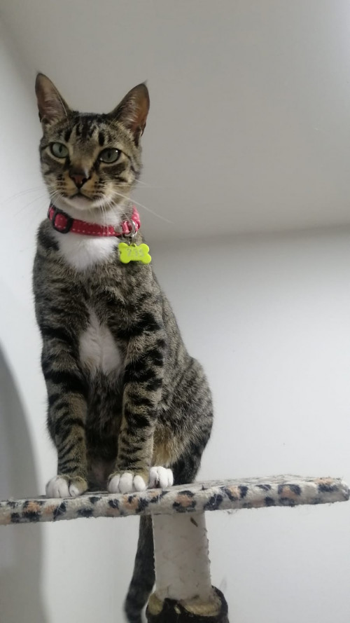 Tom