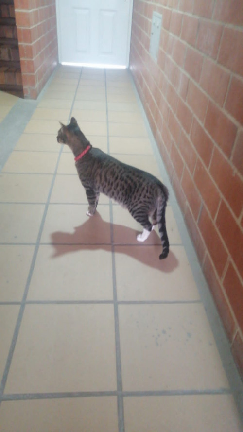 Tom