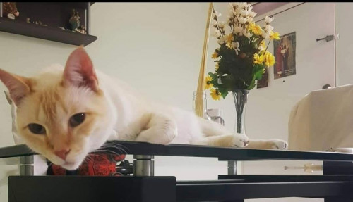 Galileo