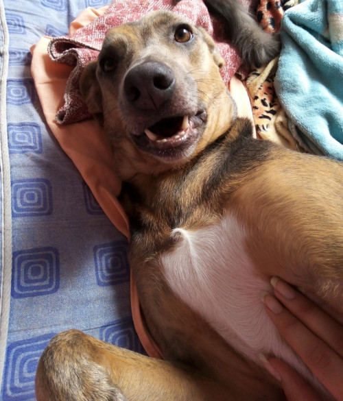 Princesa