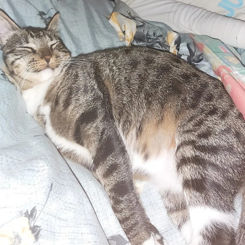 Chimuelo