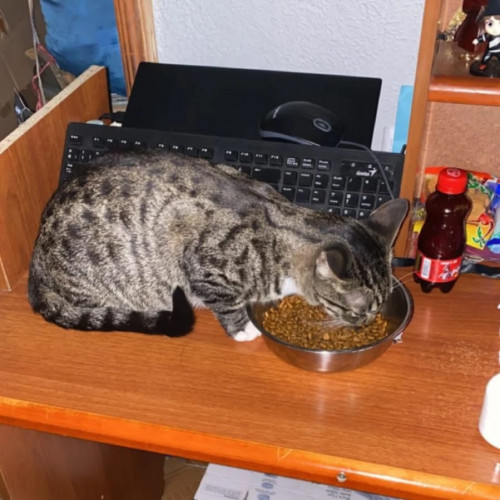 Chimuelo