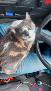 Foto de Gata en Paipa Boyacá #6