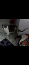 Foto de Gata en Paipa Boyacá #5
