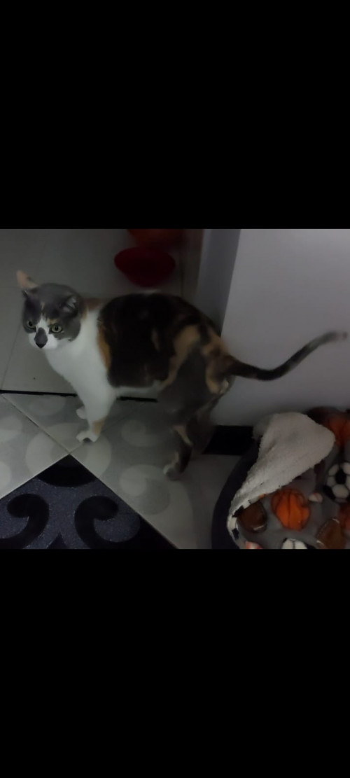 Gata