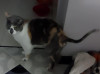 Foto de Gata en Paipa Boyacá #4