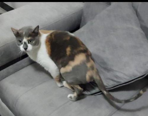 Gata