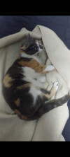 Foto de Gata en Paipa Boyacá #1