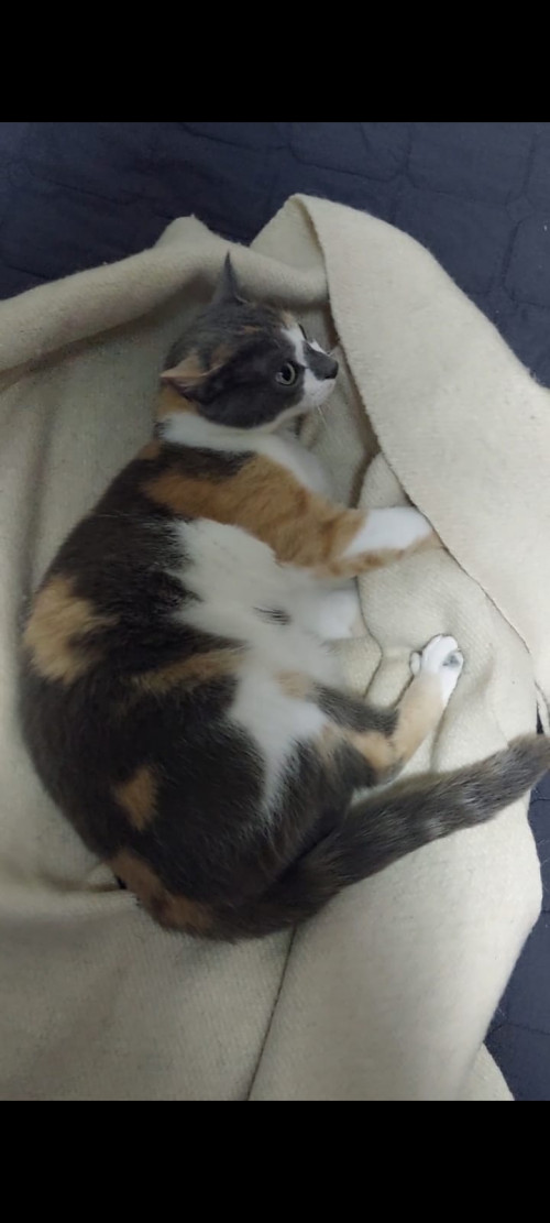 Gata