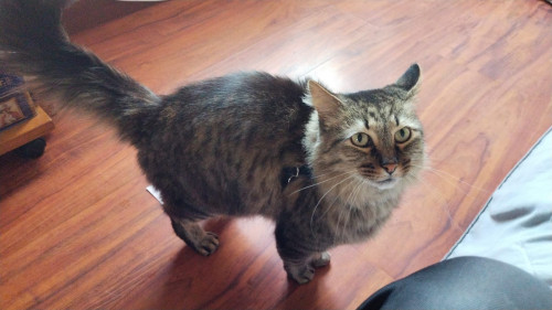 Mía-miaw