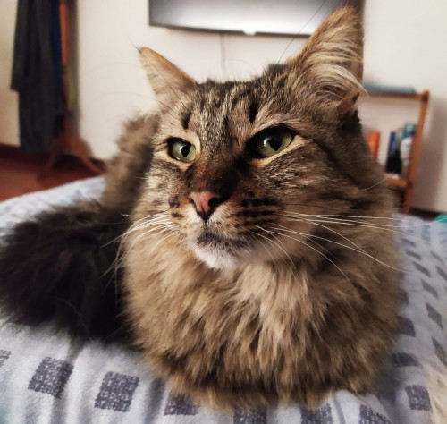Mía-miaw