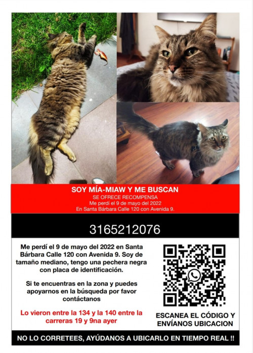 Mía-miaw