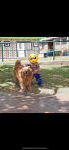 Foto de Molly en  Bogotá #2