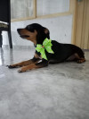 Foto de Doruck en Cali Valle del Cauca #0