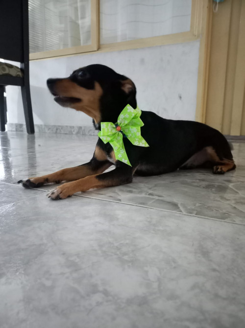 Doruck