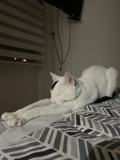Fausto