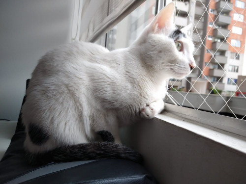 Fausto