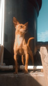 Foto de Pinki en Pitalito Huila #2