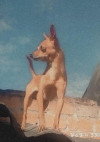 Foto de Pinki en Pitalito Huila #1