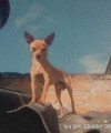 Foto de Pinki en Pitalito Huila #0