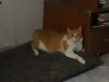 Foto de Yoko en Medellín Antioquia #3