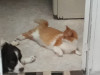 Foto de Yoko en Medellín Antioquia #0
