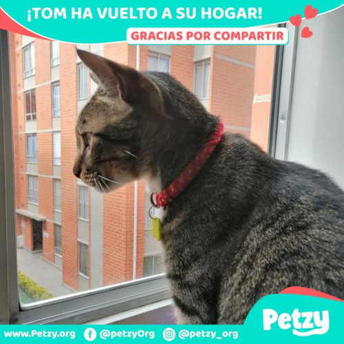 Foto de mascota Tom