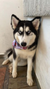 Foto de Luna en   #4