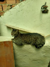 Foto de Liz en Fusagasugá Cundinamarca #9