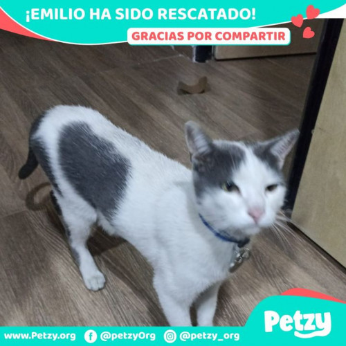 Foto de mascota Emilio 