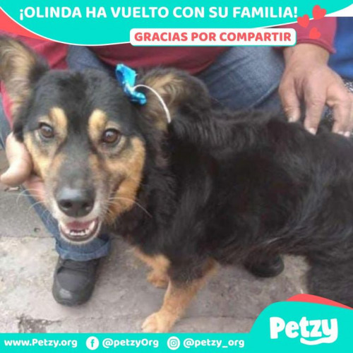 Foto de mascota Olinda