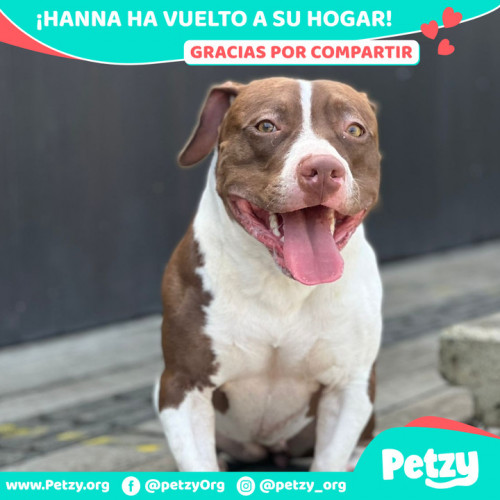 Foto de mascota Hanna 