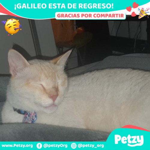 Foto de mascota Galileo