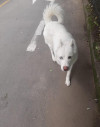 Foto de Aza en  Bogotá #0