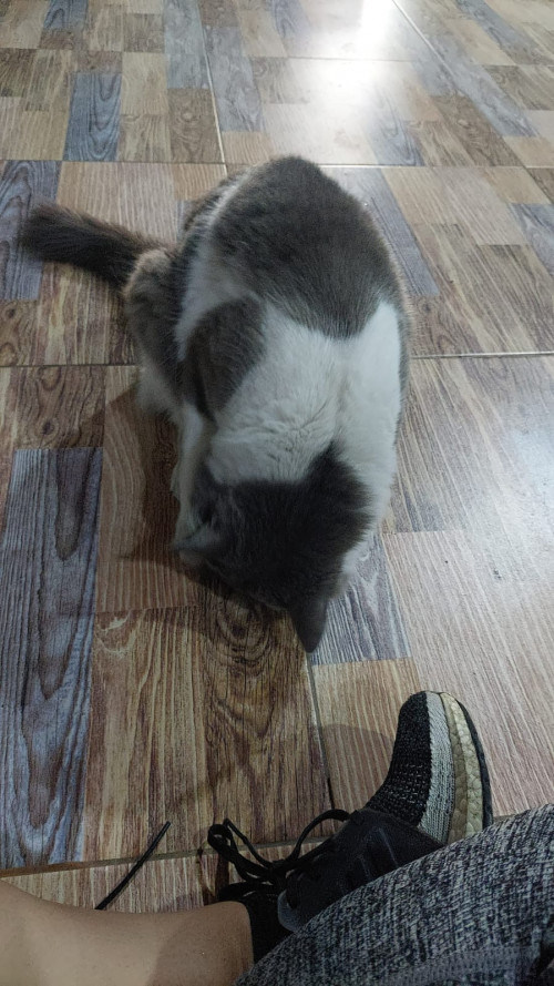 Loky 