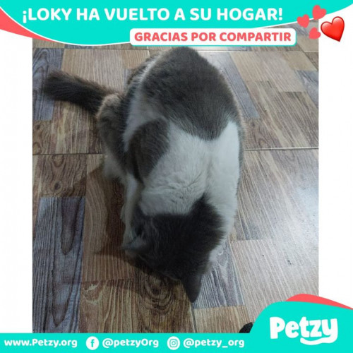 Foto de mascota Loky 
