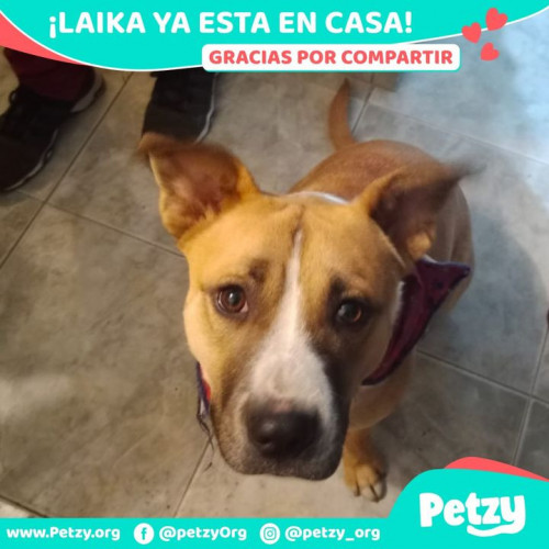 Foto de mascota Laika