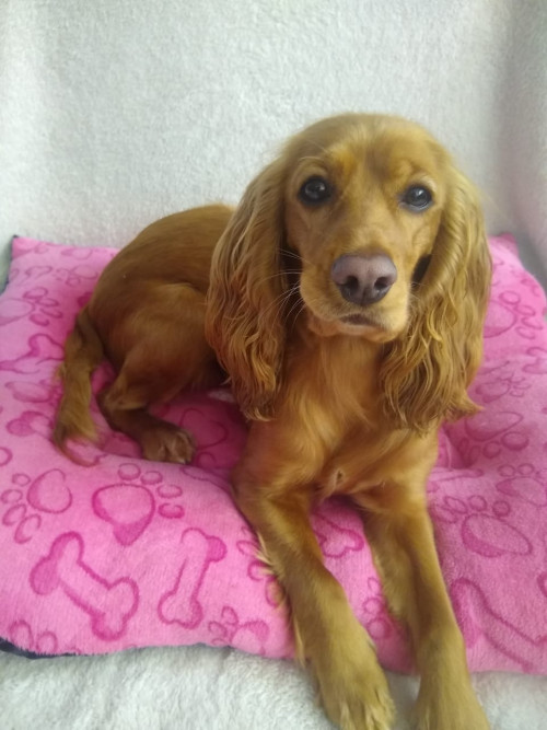Canela
