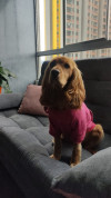 Foto de Canela en  Bogotá #3