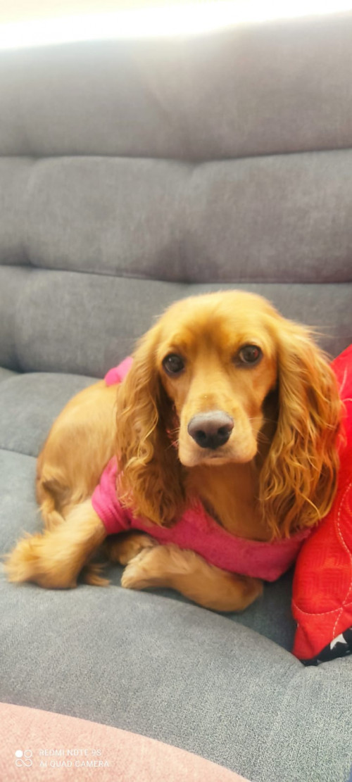 Canela